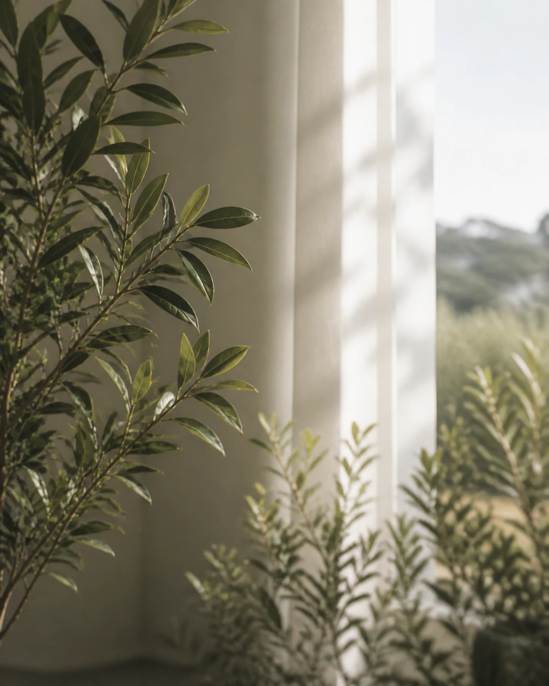 Leafy indoor greenery beside a softly sunlit window